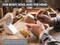 Wood Carving Tools - 12 PCS - Whittling Kit for Beginners - Wood Carving Kit - Incl. 1x Whetstone & 10 Wooden Blocks - Wood Carving Knives